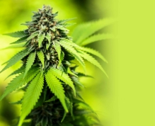 taux de thc